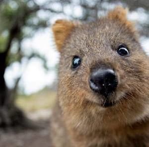 Meet your Posher, Ginger